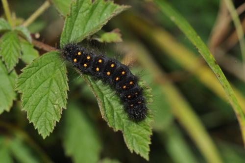 Acronicta auricoma