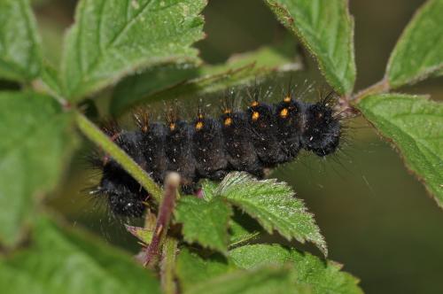 Acronicta auricoma