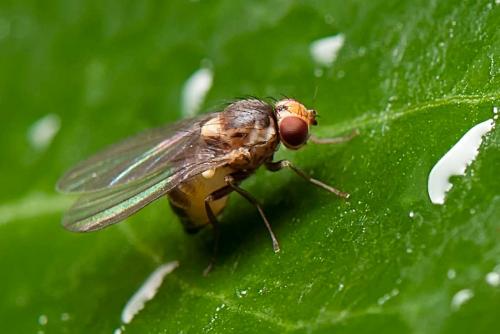 Phytomyza sp.