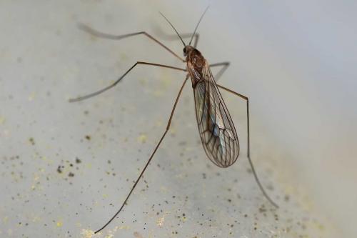 Trichocera sp.