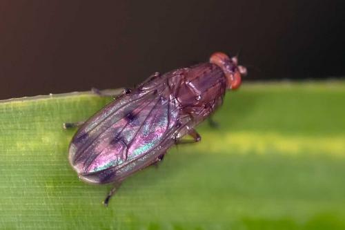 Réf. 112 593 : Suillia variegata