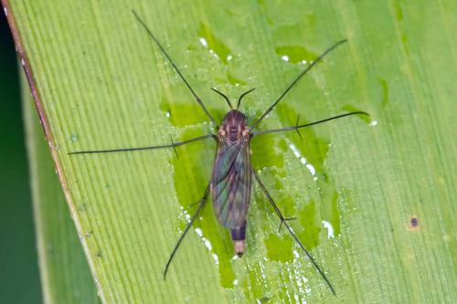 Réf. 112 937 : Rymosia sp.