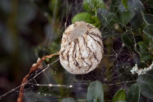Argiope bruennichi