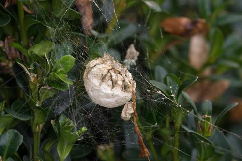 Argiope bruennichi