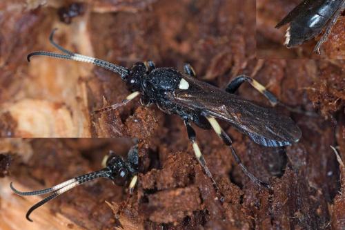 Réf. 112 646 : Ichneumoninae inconnu