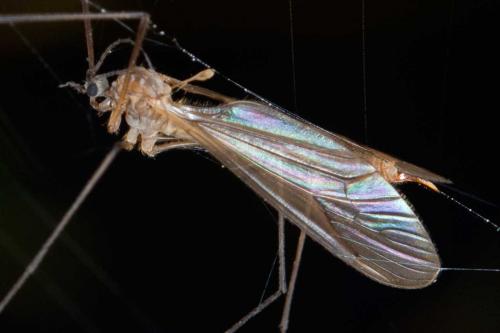 Trichocera sp.
