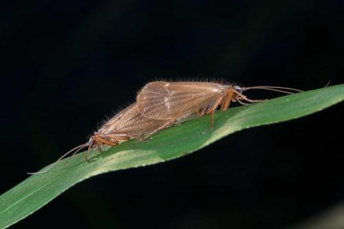 Chaetopteryx villosa