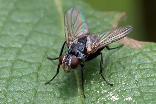 Réf. 112 422 : Microsoma exiguum