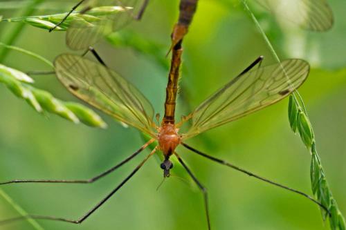 Réf. 112 107 : Euphylidorea dispar