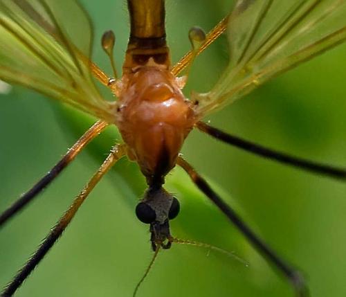 Réf. 112 443 : Euphylidorea dispar