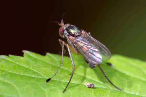Dolichopus popularis