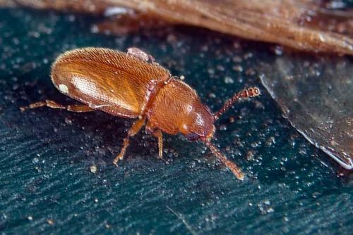 Réf. 112 325 : Cryptophilus sp.