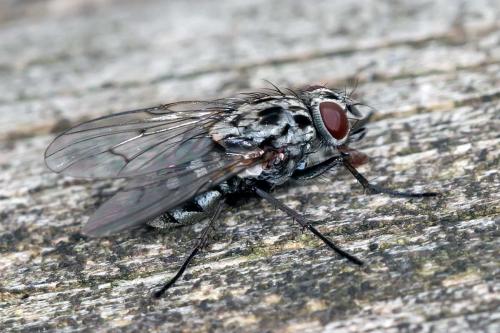 Réf. 112 223 : Phaonia trimaculata