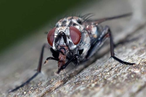 Phaonia trimaculata