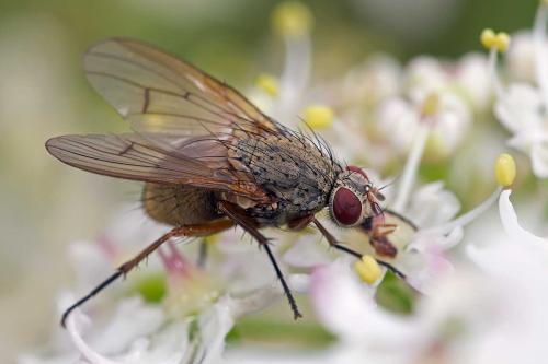 Helina impuncta