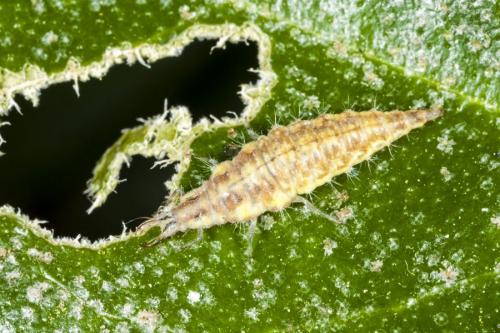 Chrysoperla sp.