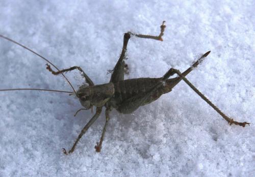Antaxius pedestris pedestris