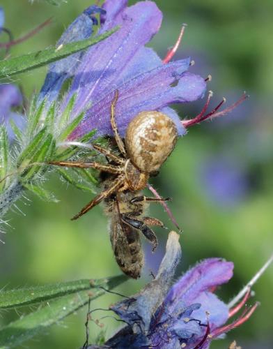 Xysticus sp.