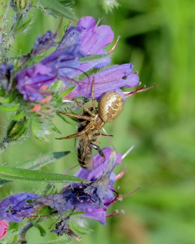 Xysticus sp.