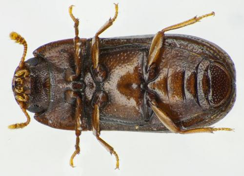 Réf. 112 333 : Clamoris crenata
