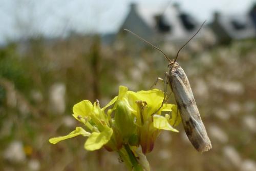 Homoeosoma sinuella