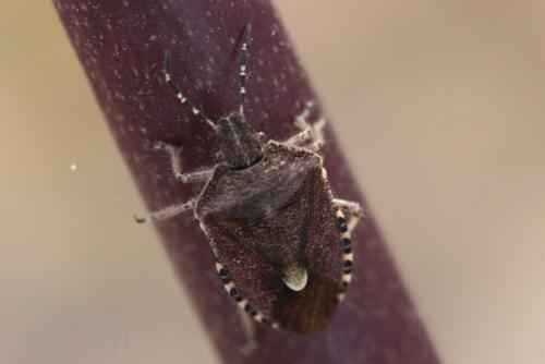 Dolycoris baccarum