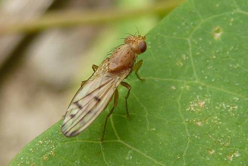 Opomyza florum