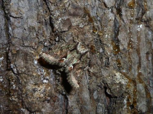 Réf. 112 810 : Allophyes oxyacanthae