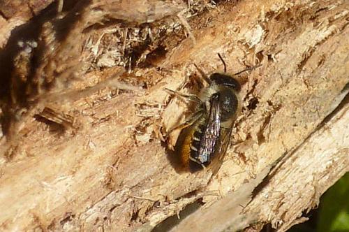 Megachile sp.