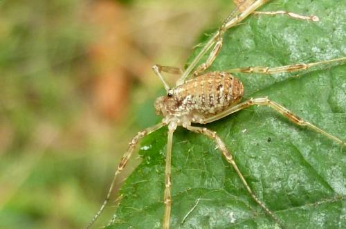 Paroligolophus agrestis