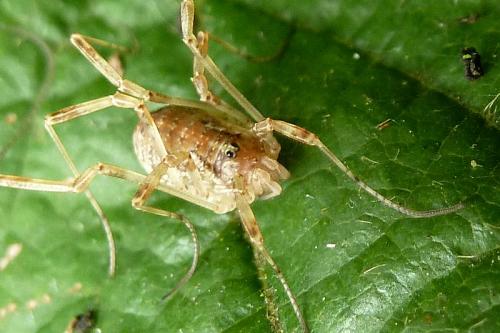 Paroligolophus agrestis