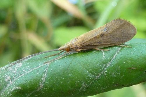 Réf. 112 391 : Goera pilosa