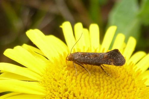 Apodia bifractella