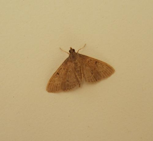 Réf. 112 738 : Herpetogramma licarsisalis