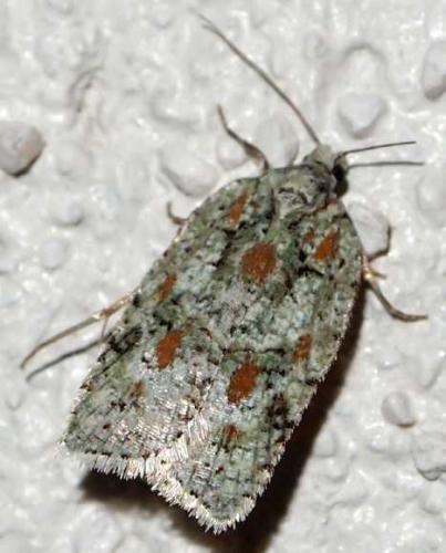 Acleris literana