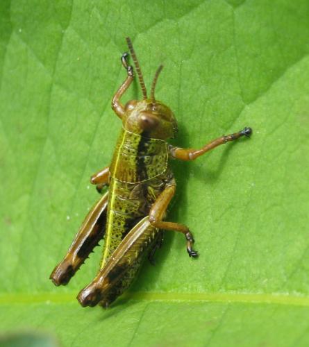 Miramella alpina subalpina