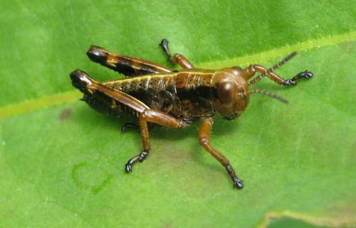 Miramella alpina subalpina