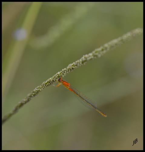 Ischnura pumilio