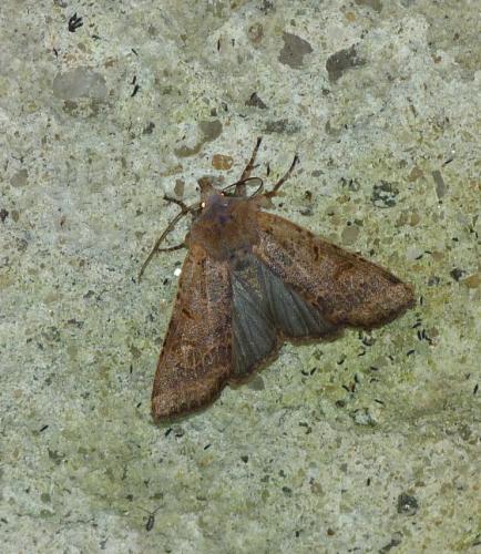 Réf. 112 640 : Agrochola lychnidis