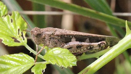 Réf. 112 797 : Aiolopus strepens