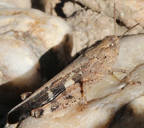 Aiolopus strepens