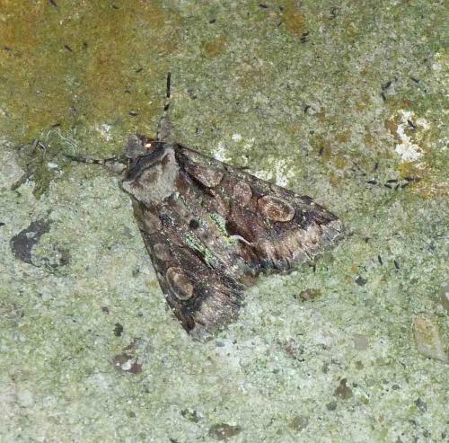Allophyes oxyacanthae