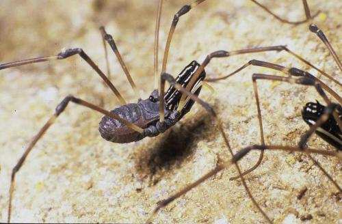 Réf. 112 750 : Ischyropsalis nodifera