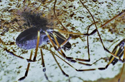 Réf. 112 751 : Ischyropsalis nodifera