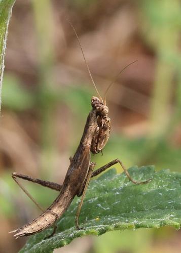 Ameles spallanzania