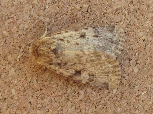 Amphipyra effusa