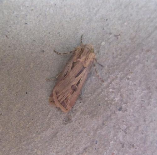 Agrotis spinifera