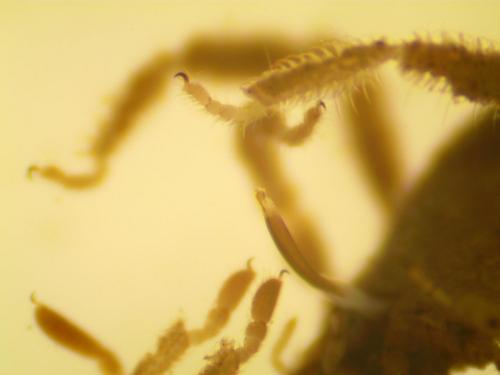 Anelasmocephalus pyrenaicus