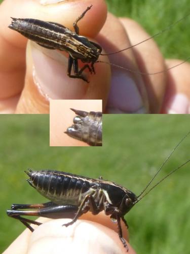 Tettigoniinae