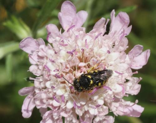 Réf. 112 837 : Anthidiellum strigatum